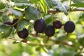 Jostaberry Ribes Ãâ nidigrolaria hybrid of a black currant and gooseberry in the garden. Branch with ripe berries Royalty Free Stock Photo